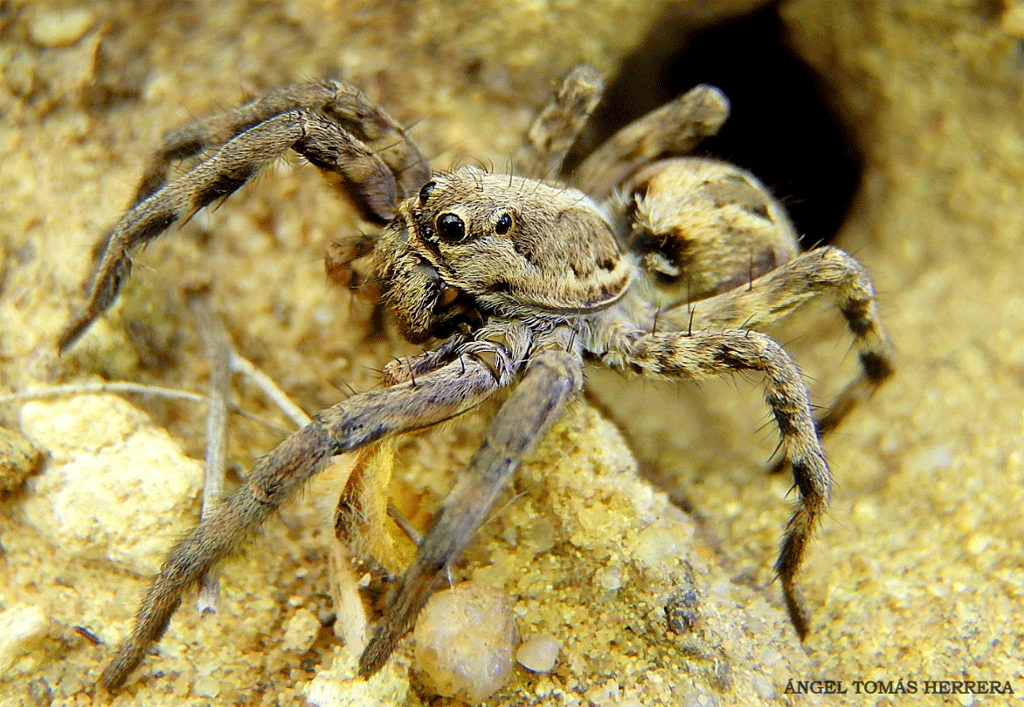 Araña Lobo o Tarántula ( Lycosa tarantula )