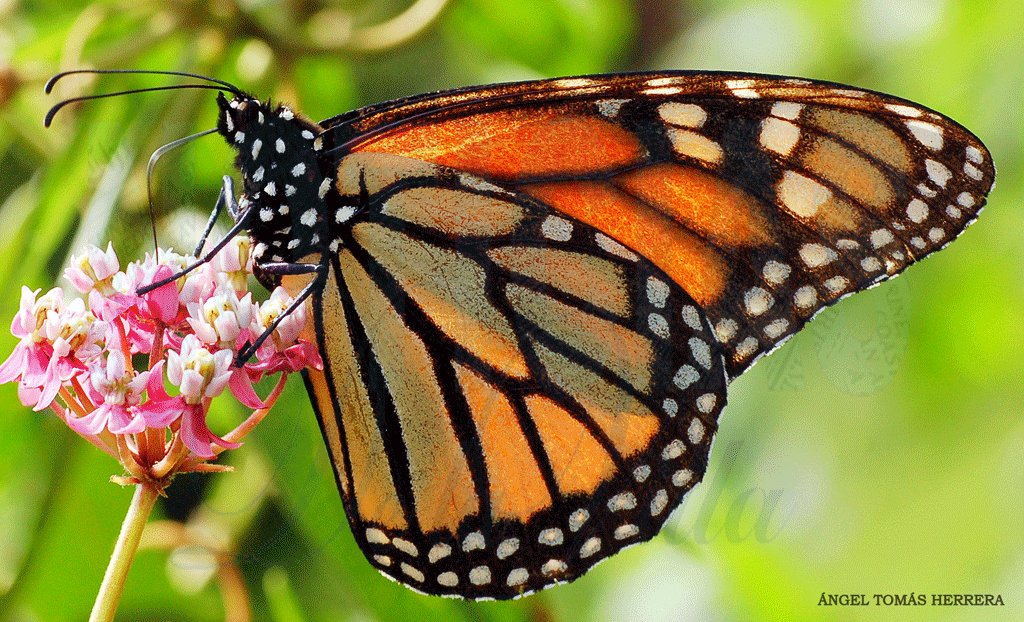Mariposa Monarca (Danaus plexipus)